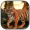 Tiger Simulator 2017