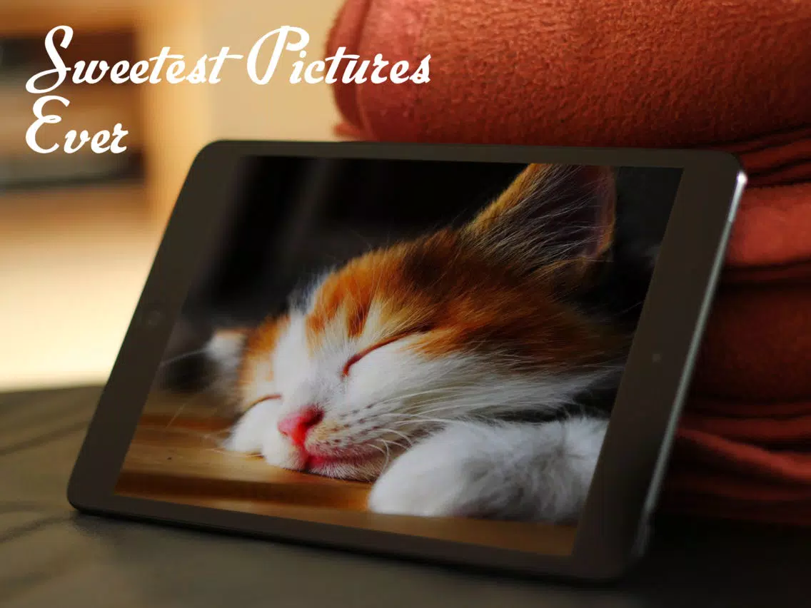 Cats™ iPad 应用截图