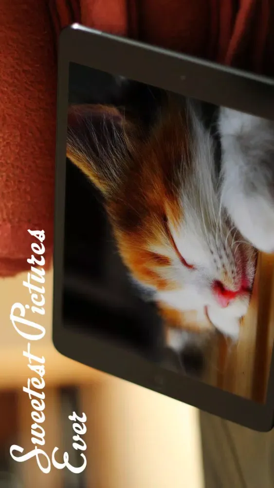 Tangkapan skrin Cats™