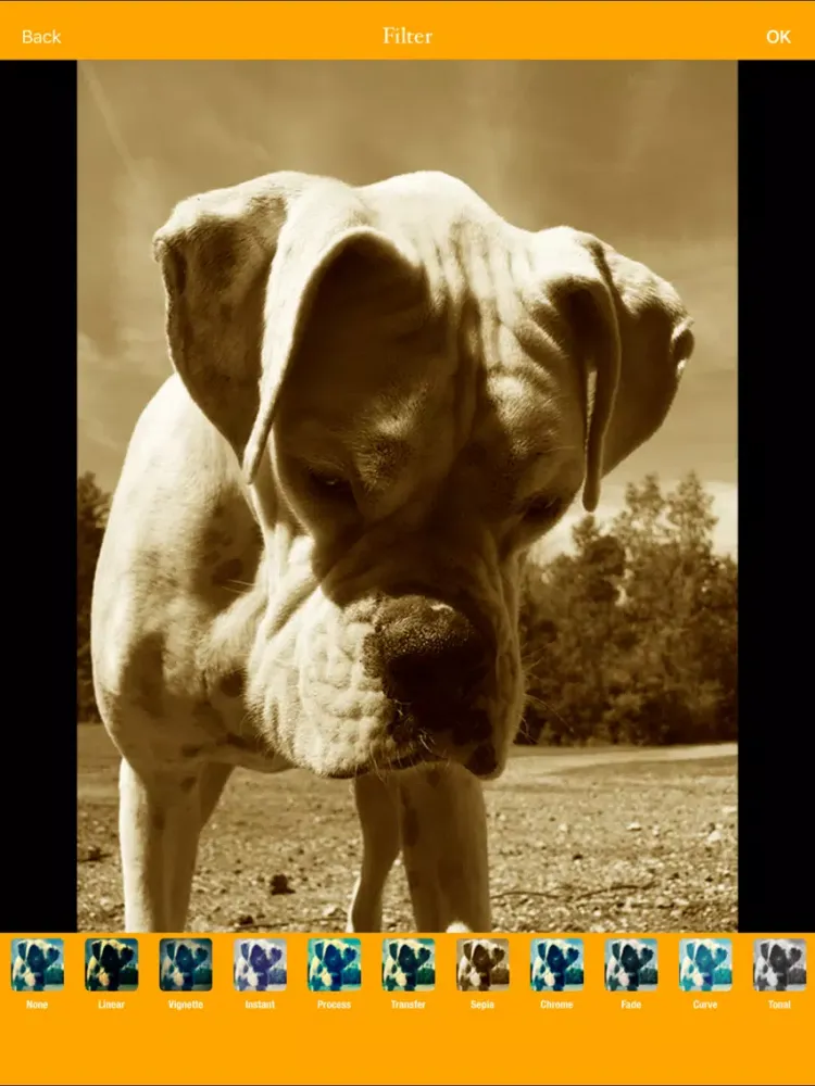 Screenshot di Photogram lite - best photo editor iPad 