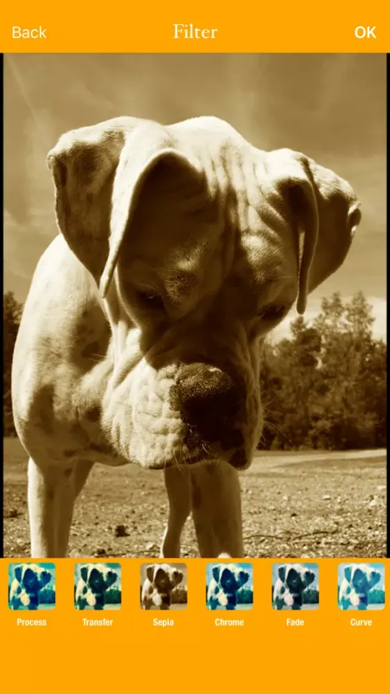 Screenshot di Photogram lite - best photo editor