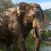 Wild Hunting Challenge 2016