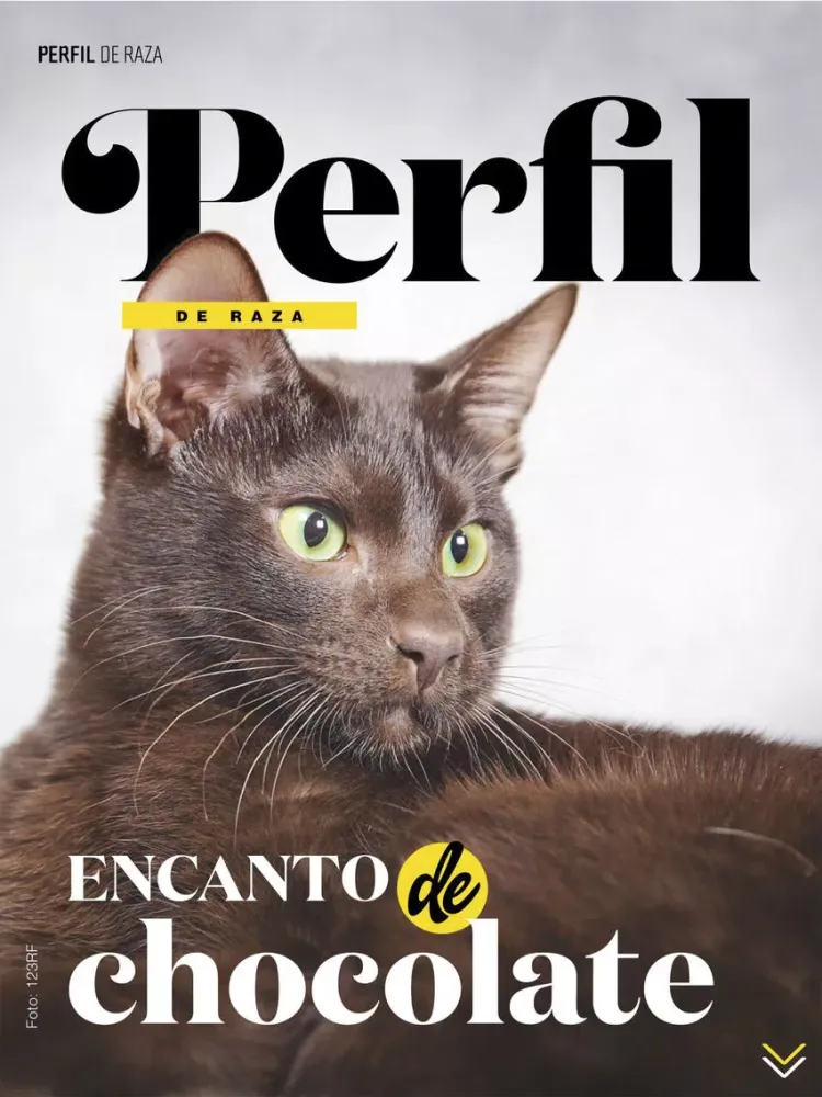 Capturas de tela do Revista 4Patas iPad 