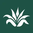 Agave Health Agave Health