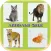 Animals Quiz Game In World