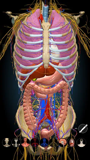 Anatomy Learning - 3D Anatomy Screenshots