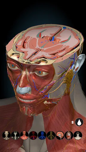 Anatomy Learning - 3D Anatomy Screenshots