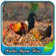 Aneka Ayam Hias