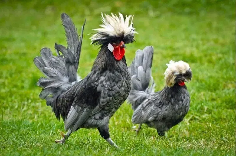 Aneka Ayam Hias Screenshots