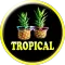 Tropical Ringtones