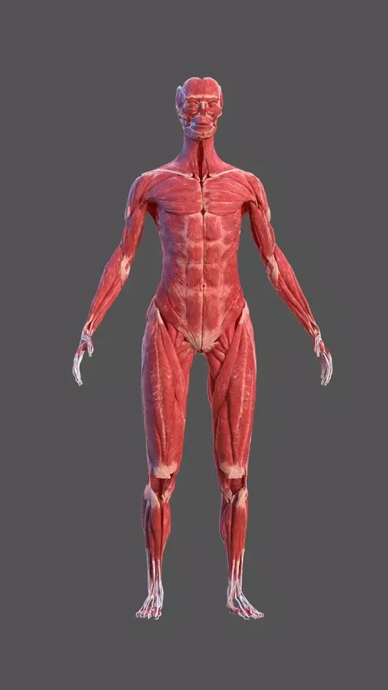 Inside Her: 3D Anatomy App スクリーンショット