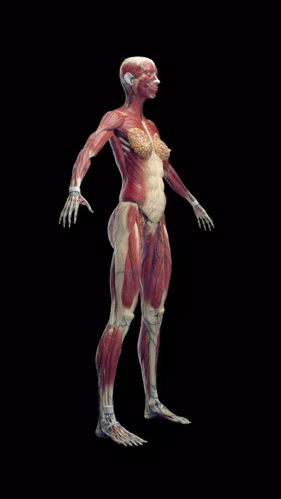 Inside Her: 3D Anatomy App スクリーンショット