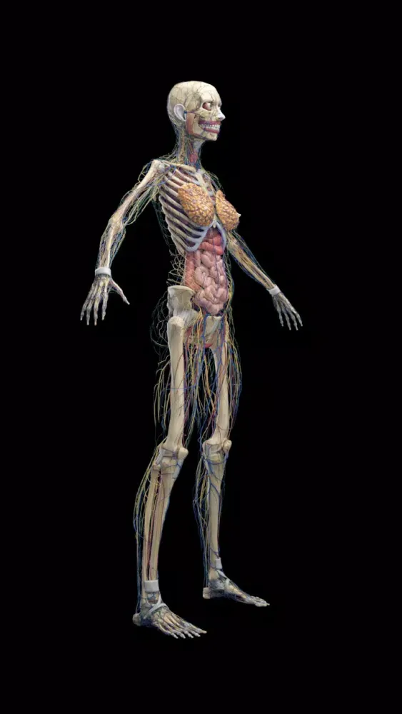 Inside Her: 3D Anatomy App スクリーンショット