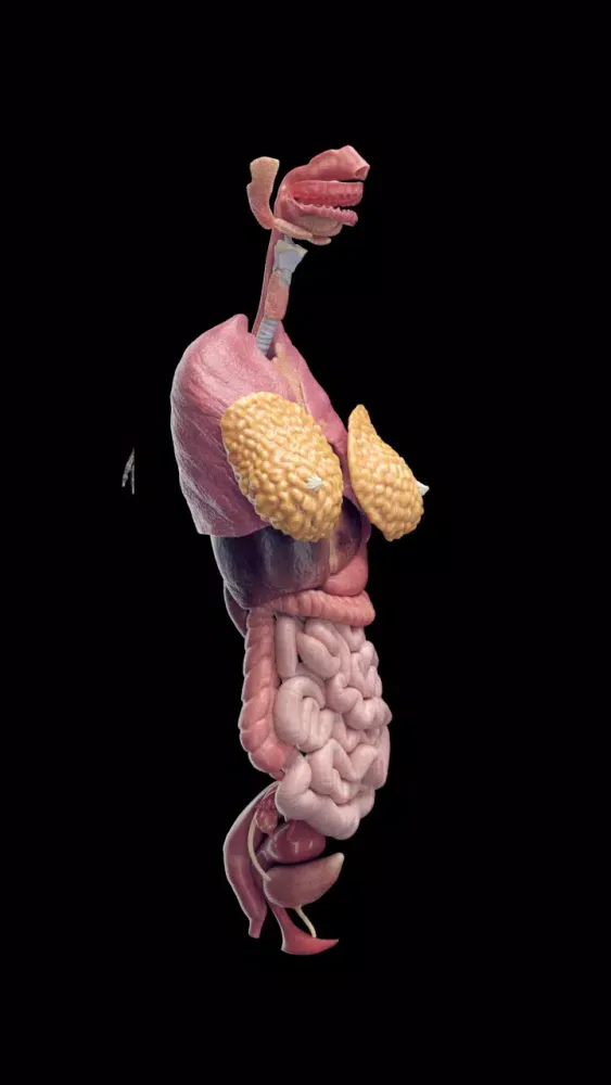 Inside Her: 3D Anatomy App スクリーンショット