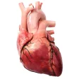 3D Heart?: Your Anatomy Guide