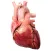 3D Heart?: Your Anatomy Guide