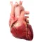 3D Heart?: Your Anatomy Guide