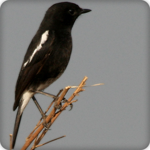 Pied Bushchat Bird Call Sounds Ringtone