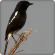 Pied Bushchat Bird Call Sounds Ringtone