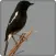 Pied Bushchat Bird Call Sounds Ringtone