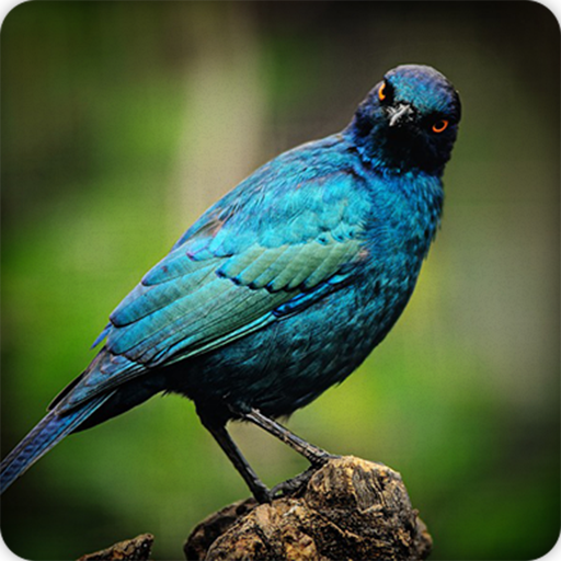 Starling Bird Call Sounds Ringtones