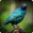 Starling Bird Call Sounds Ringtones