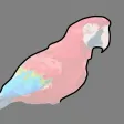 Parrot Paper Parrot Paper