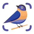 BirdSnap: Bird Identifier ID BirdSnap: Bird Identifier ID