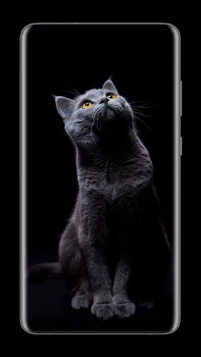 Black Wallpapers স্ক্রিনশট