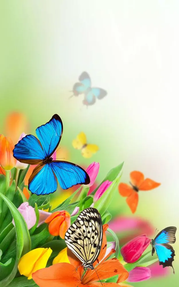 Butterfly Live Wallpaper應用截圖