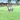 Sheep simulator