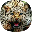 Cheetah Sounds Cheetah Sounds