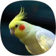 Cockatiel Ringtones