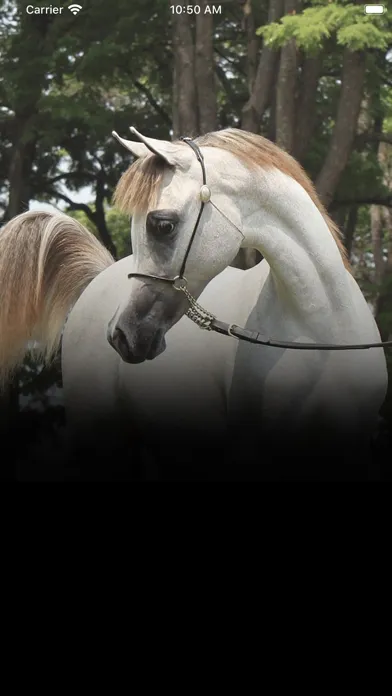 Horse Market | سوق الخيل স্ক্রিনশট