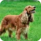 Cocker Dogs Live Wallpaper