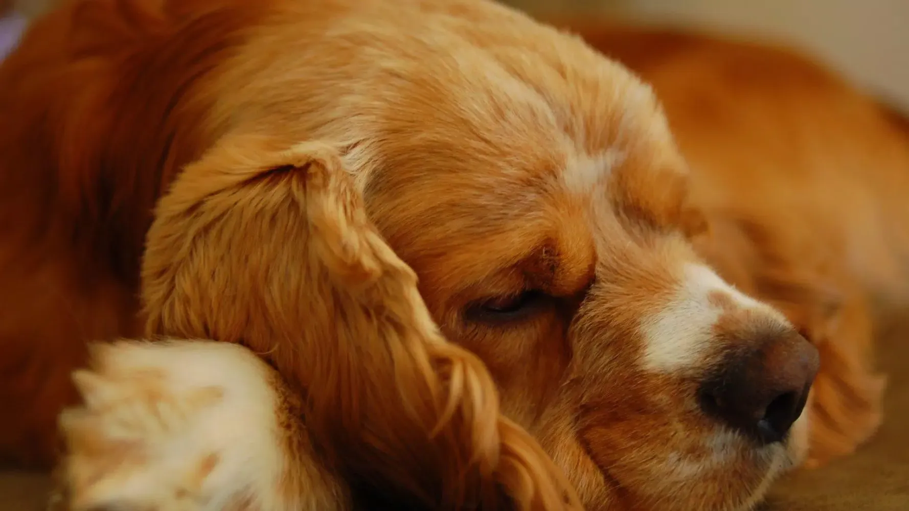 Captures d'écran de Cocker Dogs Live Wallpaper