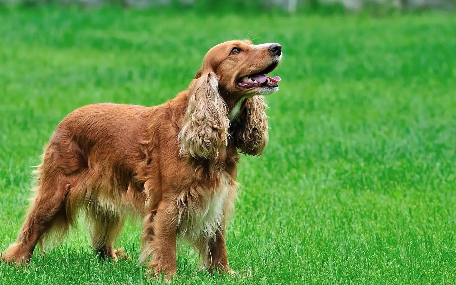 Captures d'écran de Cocker Dogs Live Wallpaper