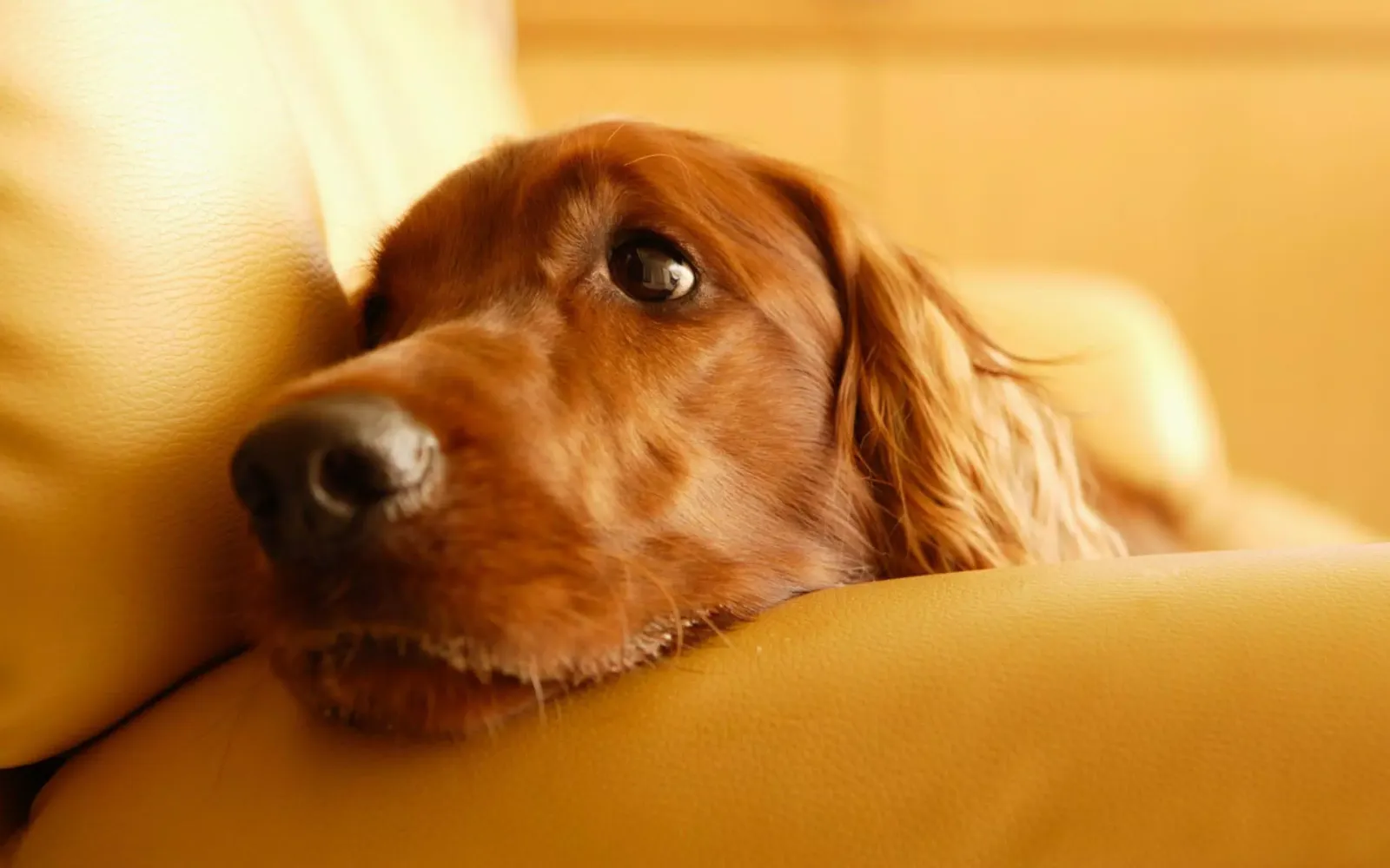 Captures d'écran de Cocker Dogs Live Wallpaper