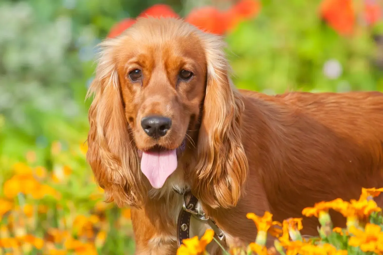 Captures d'écran de Cocker Dogs Live Wallpaper