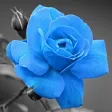 Color Wow Color Wow