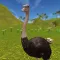 Flapless Flight Ostrich Game