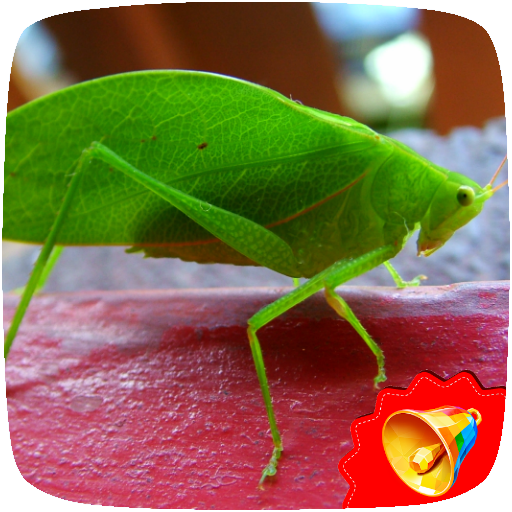Cricket Sounds