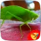 Cricket Sounds