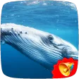 Whale Sounds
