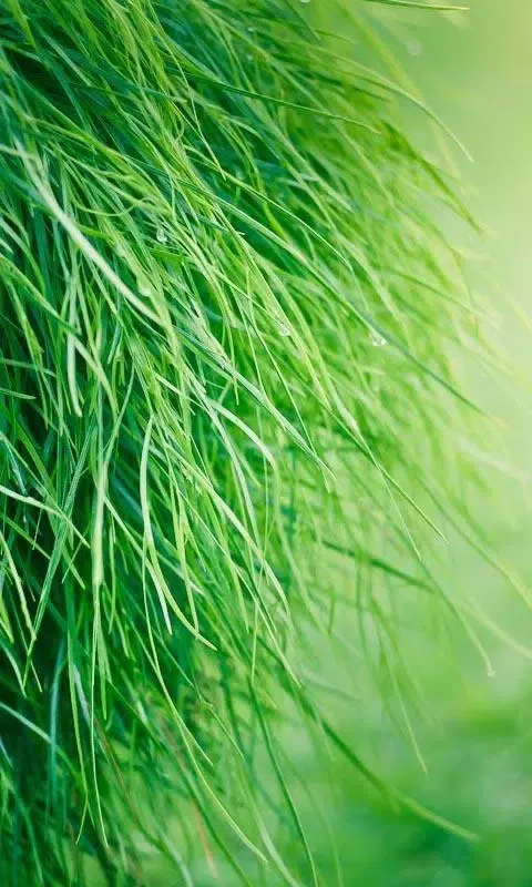 Galaxy S5 Live Wallpaper應用截圖