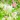 Gentle Flowers Live Wallpaper