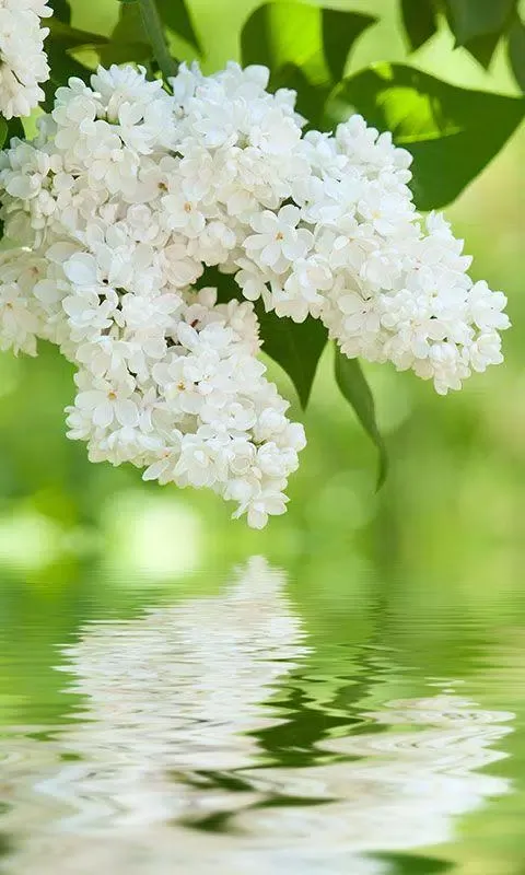 Screenshot di Gentle Flowers Live Wallpaper
