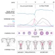 Basal Body Temperature Calc.