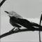 Melody Mockingbird