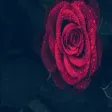رواية جبل كاملة